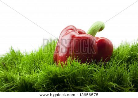 Rote Paprika auf grünem Gras liegend