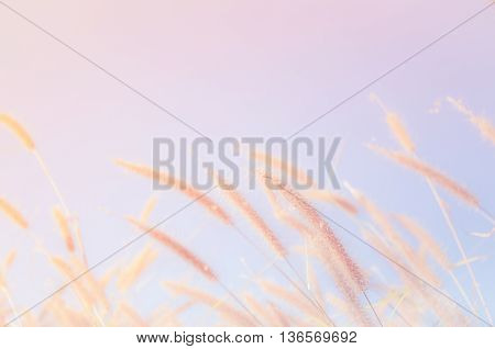 Flowers grass blurred bokeh with color filters
