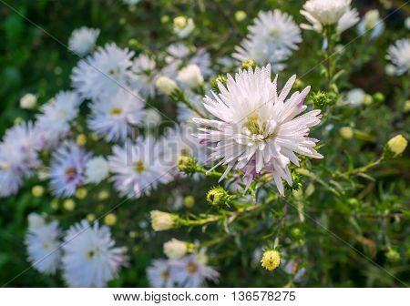 wild white asters with dew drops on the petals in autumn morning