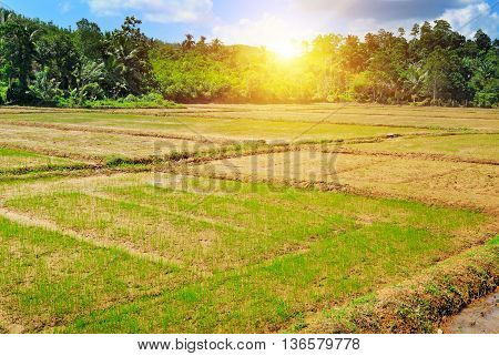 paddy field and sunrise on blue sky