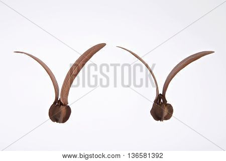 Dipterocarpus Alatus Seed Isolated On White Background