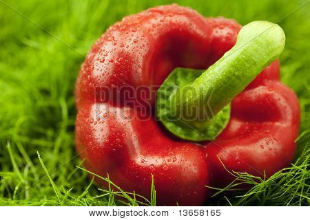 Rote Paprika auf grünem Gras liegend