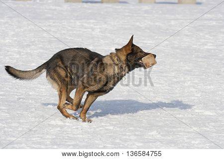 German sheepdog running on the  white snow