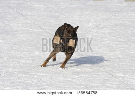 German sheepdog running on the  white snow