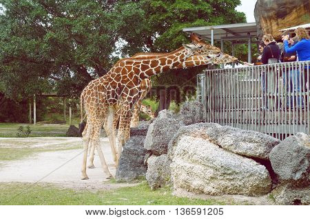 MIAMI BEACH, UNITED STATES - FEBRUARY 10: People feed giraffes in the Miami Metro Zoo on 10th of February, 2016 in Miami Beach.