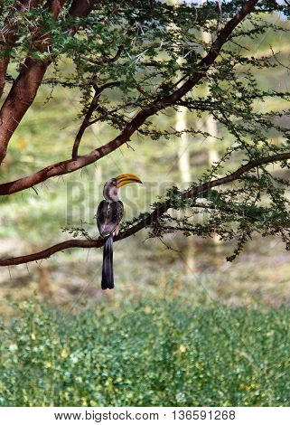 Southern Yellowbilled Hornbill's; tockus leucomelas; Kenya, Africa