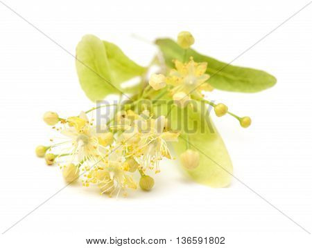 Lime Blossom Isolated