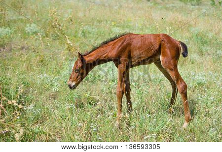 First steps - newborn foal on a summer pasture