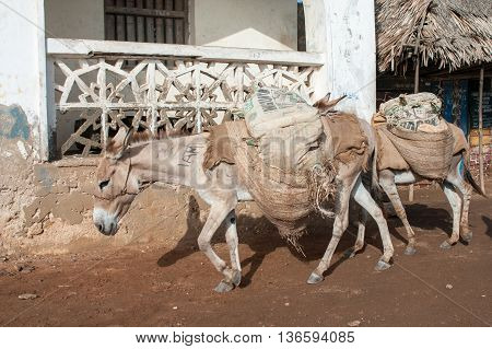 Locals Using A Donkey For Transport In Lamu, Kenya