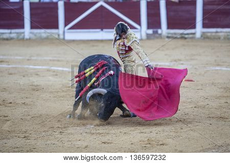 Ubeda Spain - September 29 2010: The Spanish Bullfighter Curro Diaz bullfighting with the crutch in the Bullring of Ubeda Spain