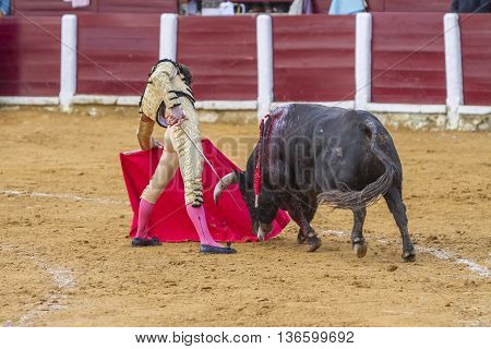 Ubeda Spain - October 4 2010: The Spanish Bullfighter Daniel Luque bullfighting with the crutch in the Bullring of Ubeda Spain