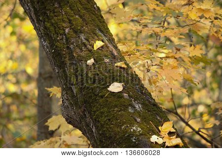 autumn forest yellow red orange leaves sunny day