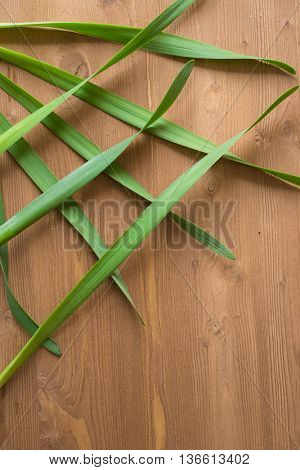 Onion Allium nutans on wooden background