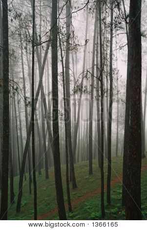 Mäki metsä