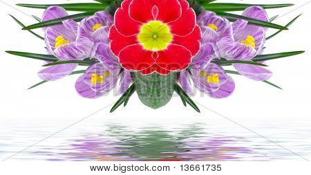 Flores