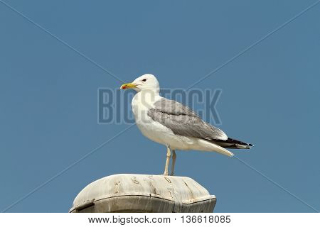 caspian gull resting on electric pillar ( Larus cachinnans )