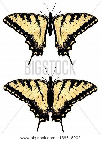Tiger Swallowtail Butterfly