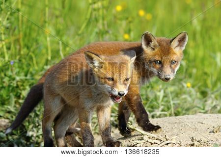 european red fox wild cubs curious about the the camera ( Vulpes vulpes )