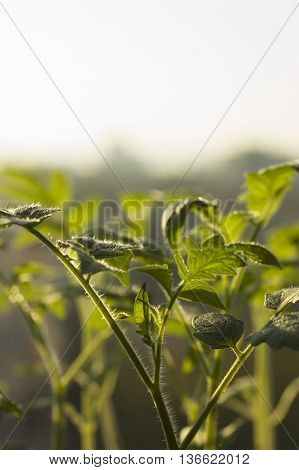 Young tomato seedlings. Organic farming products. Background.