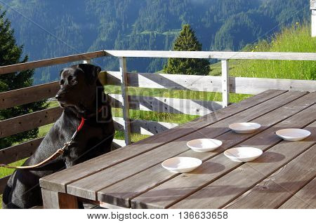 dog sitting at a table on the terrace