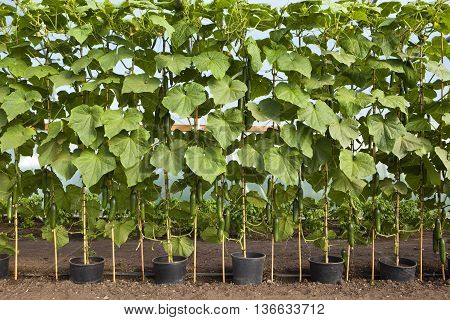 a row of healthy organic cucumber plants in a poly tunnel in summer