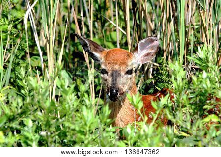 Young deer peeks out from the brush to see who is walking on the path