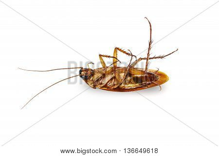 Isolated Dead Cockroach On White