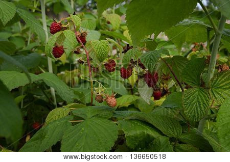 in the garden after the rain fragrant red berry raspberry with green leaves and drops of water