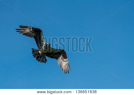 Osprey in flight with half a fish in it's talons