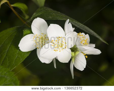 White flowers on mock-orange shrub with bokeh background macro selective focus shallow DOF