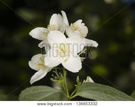 White flowers on mock-orange shrub with bokeh background macro selective focus shallow DOF