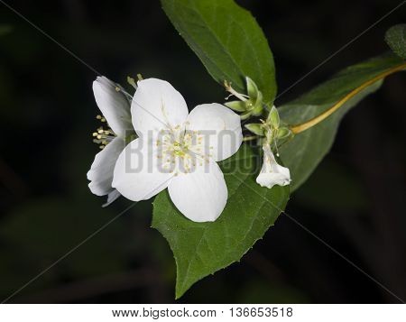 White flowers on mock-orange shrub with bokeh background macro selective focus shallow DOF