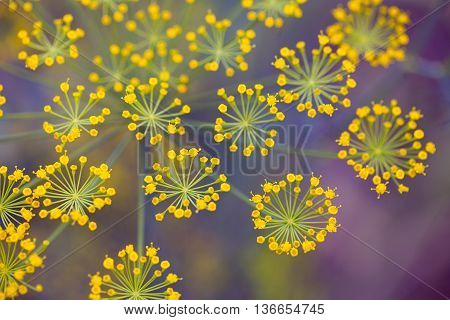 Fennel Foeniculum vulgare . Best for medium scale or smaller.