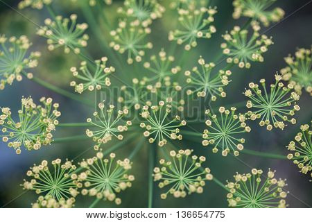 Fennel Foeniculum vulgare . Best for medium scale or smaller.