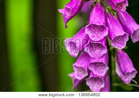 An Image of A Campanula in summer, wooden fence with flowers