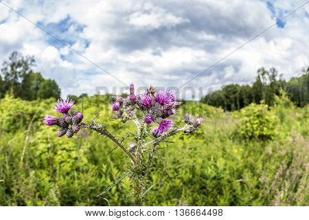 Red Thisle Blooming On A Wildflower Meadow