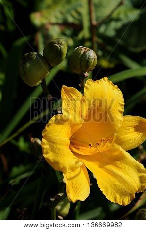 flowers and blossoms in a park in germany