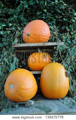 many pumpkins in Germany a thanksgivin day