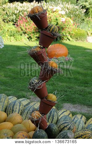 many pumpkins in Germany a thanksgivin day