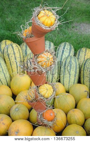 many pumpkins in Germany a thanksgivin day