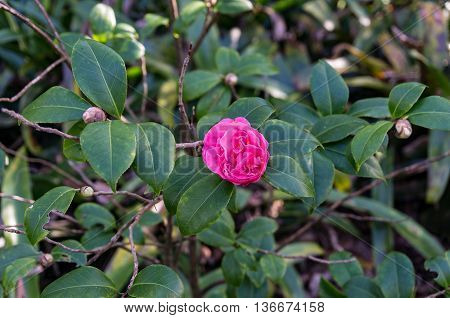 Bright pink camellia flower in full bloom against green foliage background. Pink Camellia flower surrounded with lush green leaves. Close up selective focus space for text