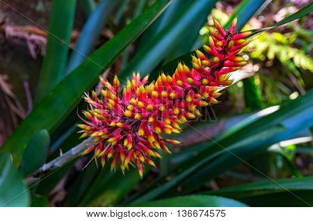 Bright orange and yellow exotic flower in full bloom against green foliage background. Tropical flower surrounded with lush green leaves. Close up selective focus space for text
