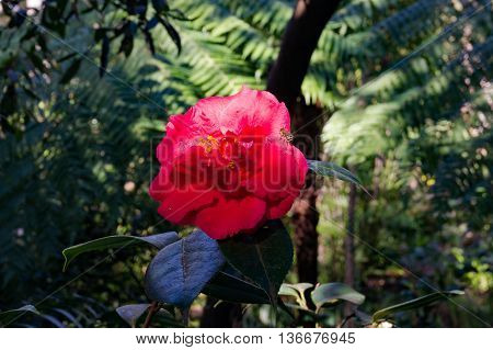 Bright red camellia flower in full bloom with a bee insect against exotic green foliage background. Red Camellia flower surrounded with tropical lush leaves. Close up selective focus space for text