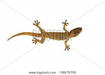 Lizard Isolated On White