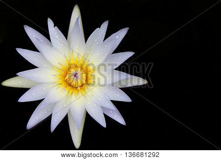 Water white lily with dew. Flower isolated on black background. Macro close-up. Lotus. 