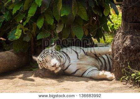 white tiger is lying under a tree