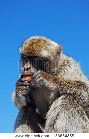Barbary Ape (Macaca Sylvanus) eating a carrot Gibraltar United Kingdom Western Europe.