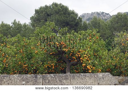 Colorful Plants