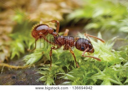 red ant crawling through thickets of moss green. Close-up