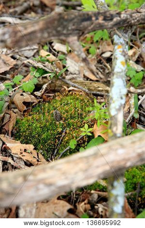 moral mushroom springtime edible fungus leaves moss woods